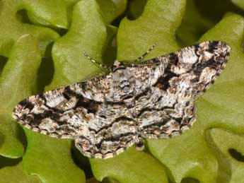 Peribatodes umbraria Hb. adulte - �Philippe Mothiron