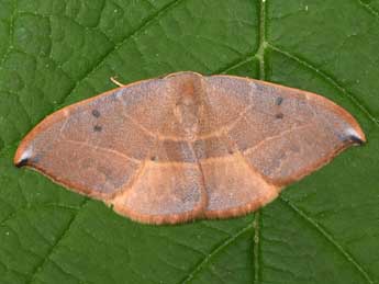 Watsonalla uncinula Bkh. adulte - �Philippe Mothiron