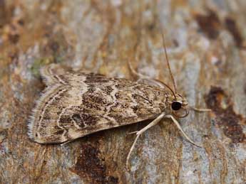 Hellula undalis F. adulte - �Lionel Taurand