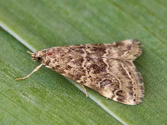 Hellula undalis F. adulte - �Lionel Taurand