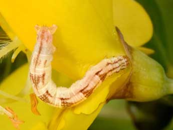  Chenille de Chloroclystis v-ata Hw. - �Philippe Mothiron