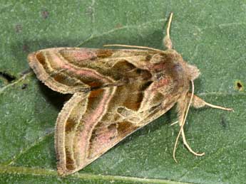 Euchalcia variabilis P. & M. adulte - �Philippe Mothiron