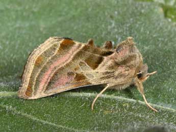 Euchalcia variabilis P. & M. adulte - �Philippe Mothiron