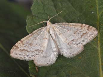 Mesotype verberata Scop. adulte - �Philippe Mothiron
