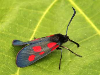 Zygaena viciae D. & S. adulte - �Lionel Taurand
