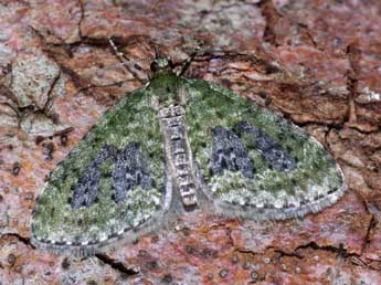 Acasis viretata Hb. adulte - �Yann Duquef