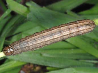  Chenille de Mythimna vitellina Hb. - �Wolfgang Wagner, www.pyrgus.de