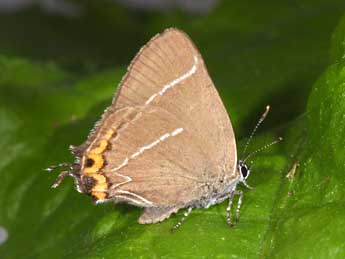 Satyrium w-album Knoch adulte - �Philippe Mothiron