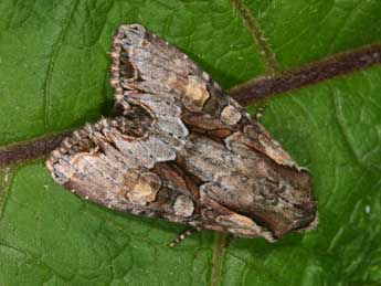 Lacanobia w-latinum Hfn. adulte - �Philippe Mothiron