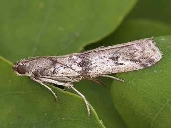 Ephestia welseriella Z. adulte - �Lionel Taurand