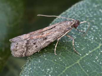 Ephestia woodiella Rich. & Thoms. adulte - �Lionel Taurand