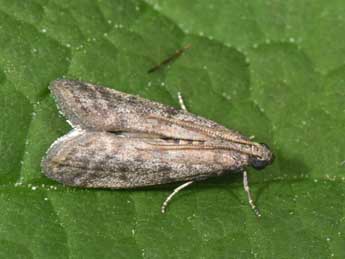 Ephestia woodiella Rich. & Thoms. adulte - �Philippe Mothiron