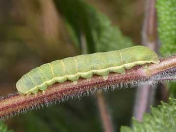  Chenille de Polymixis xanthomista Hb. - �Philippe Mothiron