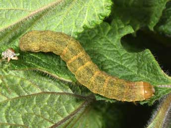  Chenille de Polymixis xanthomista Hb. - �Philippe Mothiron