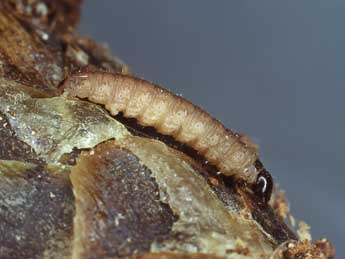  Chenille de Eupithecia abietaria Gze - �Kimmo Silvonen