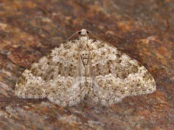 Coenotephria ablutaria Bsdv. adulte - �Lionel Taurand