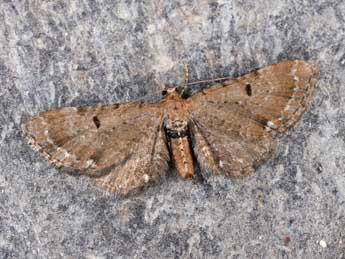 Eupithecia absinthiata Cl. adulte - �Philippe Mothiron