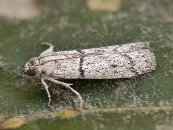 Cadra abstersella Z. adulte - �Lionel Taurand