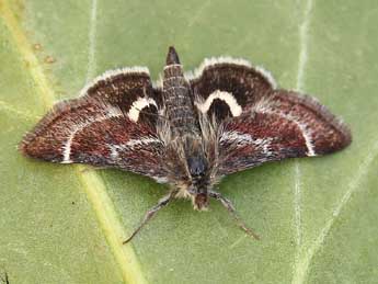 Pyrausta acontialis Stgr adulte - �Lionel Taurand