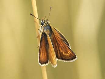 Thymelicus acteon Rott. adulte - �Jean-Fran�ois Maradan