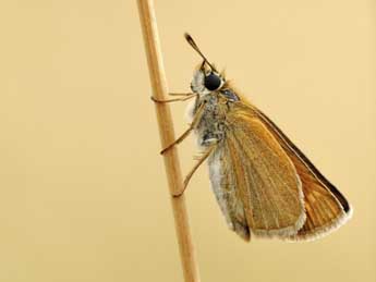 Thymelicus acteon Rott. adulte - �Jean-Fran�ois Maradan