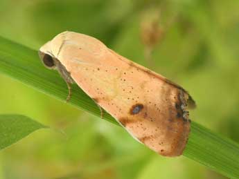 Xanthodes albago F. adulte - �Philippe Mothiron