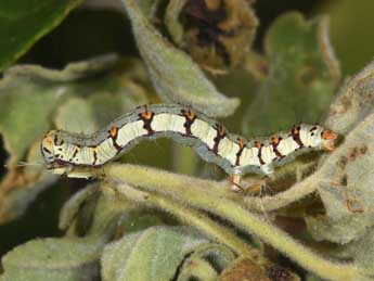  Chenille de Xanthodes albago F. - �Philippe Mothiron