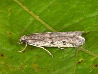 Phycitodes albatella Rag. adulte - �Philippe Mothiron