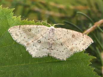 Cyclophora albipunctata Hfn. adulte - �Philippe Mothiron