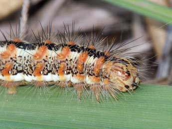  Chenille de Acronicta albovenosa Gze - �Andr� Prat