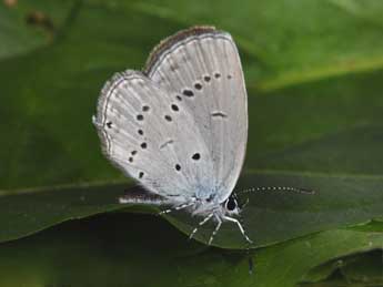 Cupido alcetas Hoffmsg adulte - �Philippe Mothiron