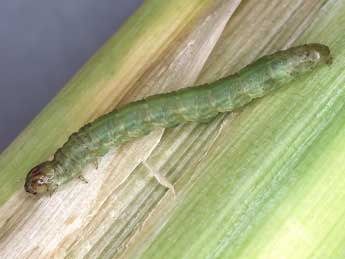  Chenille de Globia algae Esp. - �Kimmo Silvonen