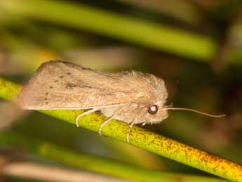 Globia algae Esp. adulte - �Nathalie Merlet