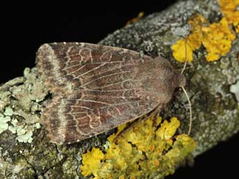 Conistra alicia Lajonq. adulte - �Jean Haxaire