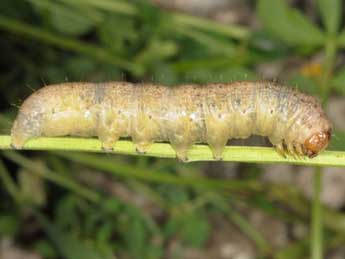  Chenille de Lacanobia aliena Hb. - �Wolfgang Wagner, www.pyrgus.de
