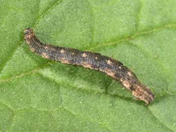  Chenille de Idaea alyssumata Mill. - �Philippe Mothiron