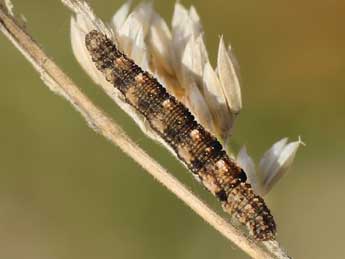  Chenille de Idaea alyssumata Mill. - �Lionel Taurand