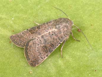 Hoplodrina ambigua D. & S. adulte - �Philippe Mothiron