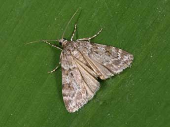 Scoparia ambigualis Tr. adulte - �Philippe Mothiron