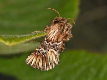 Amephana anarrhini Dup. adulte - �Philippe Mothiron