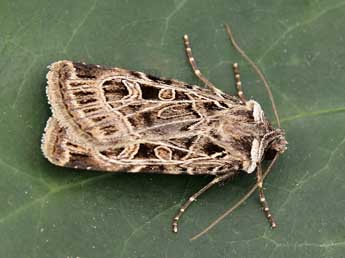 Chersotis anatolica Draudt adulte - �Lionel Taurand