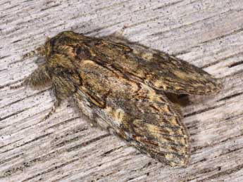 Peridea anceps Gze adulte - �Philippe Mothiron