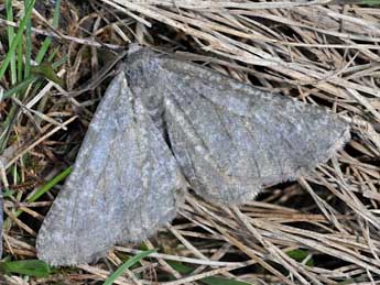 Elophos andereggaria Lah. adulte - �Claude Colomb & Claude Tautel