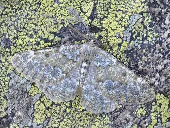 Elophos andereggaria Lah. adulte - �Claude Colomb & Claude Tautel