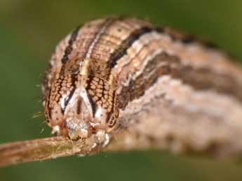  Chenille de Mythimna anderreggii Bsdv. - �Wolfgang Wagner, www.pyrgus.de