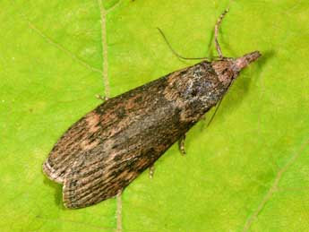 Lamoria anella D. & S. adulte - �Philippe Mothiron