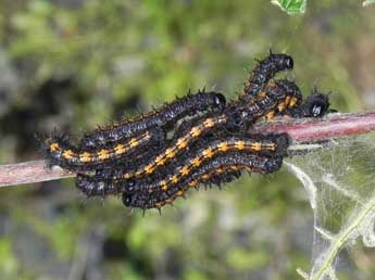  Chenille de Nymphalis antiopa L. - �Philippe Mothiron