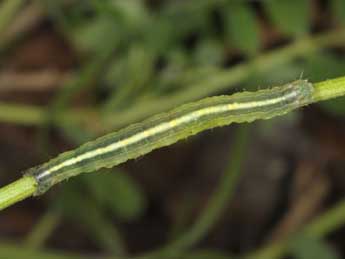  Chenille de Omphalophana antirrhinii Hb. - �Wolfgang Wagner, www.pyrgus.de