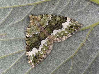 Colostygia aptata Hb. adulte - �Philippe Mothiron