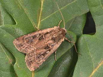 Euxoa aquilina D. & S. adulte - �Philippe Mothiron